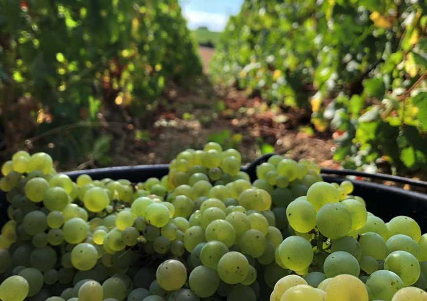 Champagne Hugues Godmé