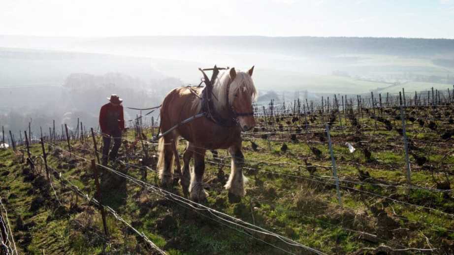 Champagne Moussé Fils