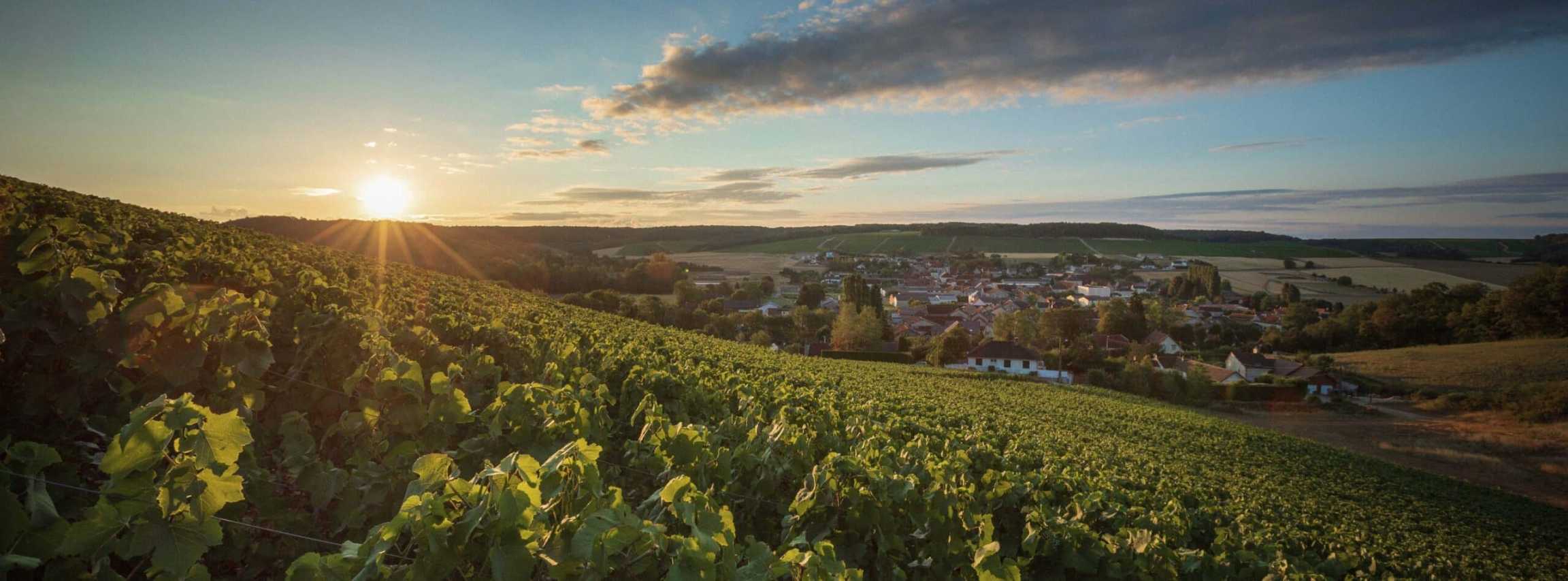 Champagne Rémy Massin & Fils