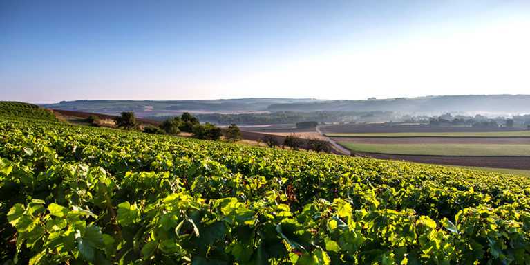 Domaine Garnier & fils