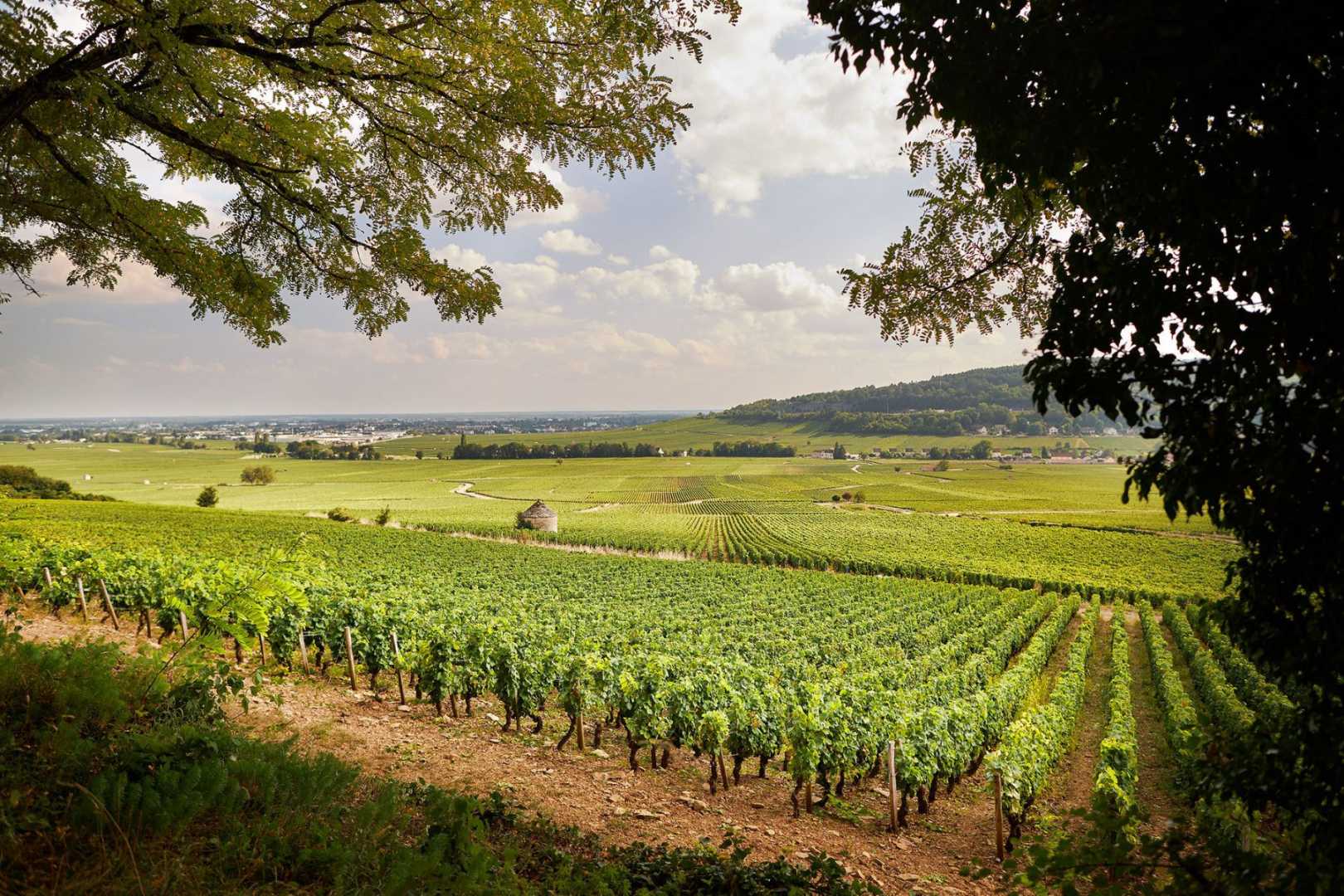 Domaine Maldant-Pauvelot