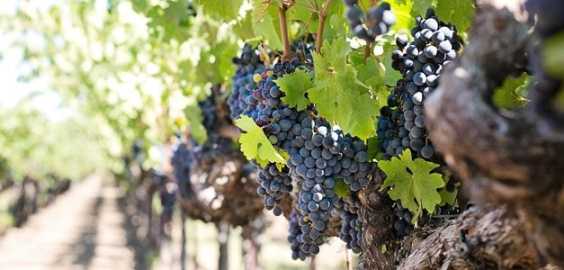 Domaine Philippe Alliet