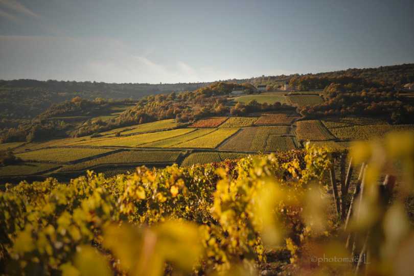 Domaine Prunier-Bonheur