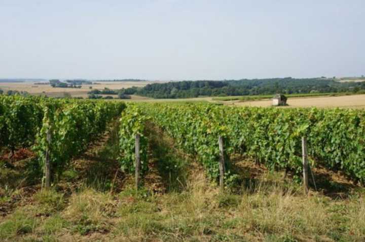 Domaine Van Remoortere