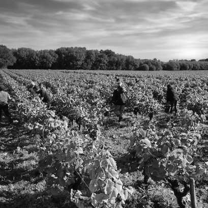 Les vignes de st Vincent